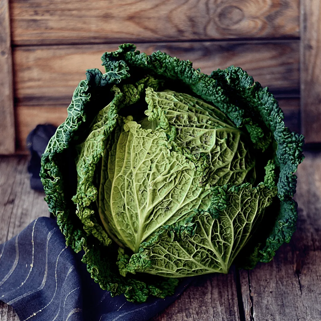 Cabbage Savoy Capriccio Seeds | West Coast Seeds