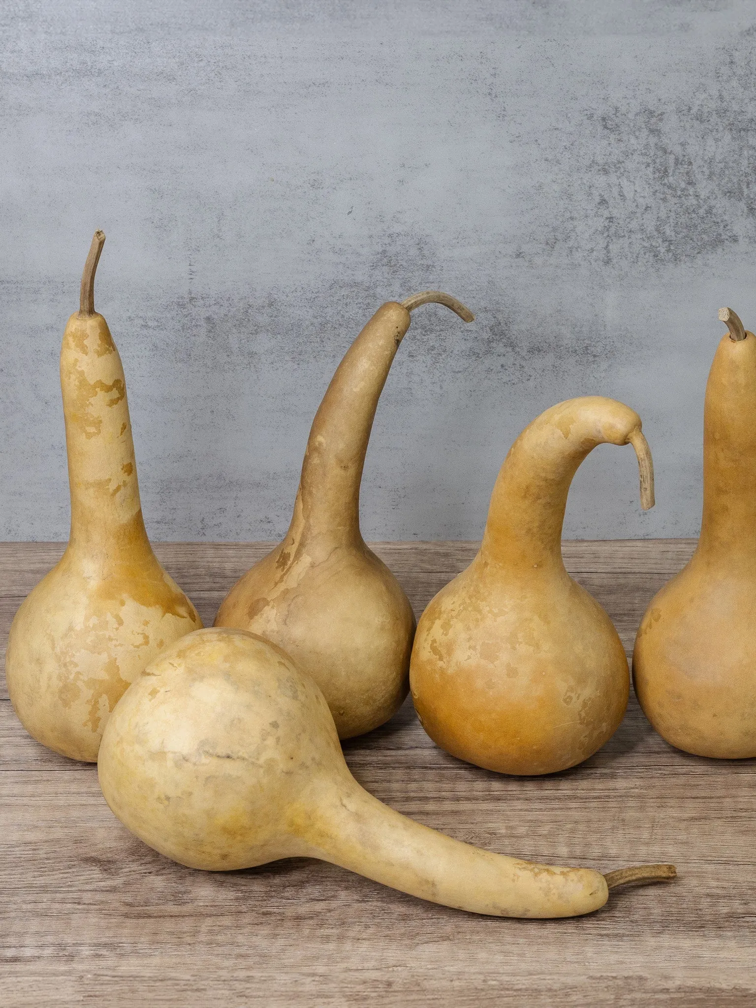 Raw 4 Inch Dipper Gourd